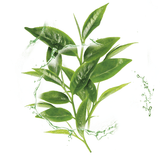 Garnier Hydra Bomb Green Tea Super-Hydrating & Rebalancing Tissue Mask - Skin Society {{ shop.address.country }}